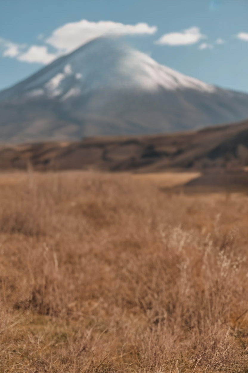 Dry grassy plain with snow-capped mountain in distance