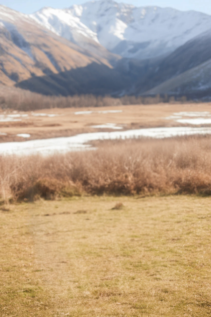 Open grassy field with snowy mountain peaks and shrubs