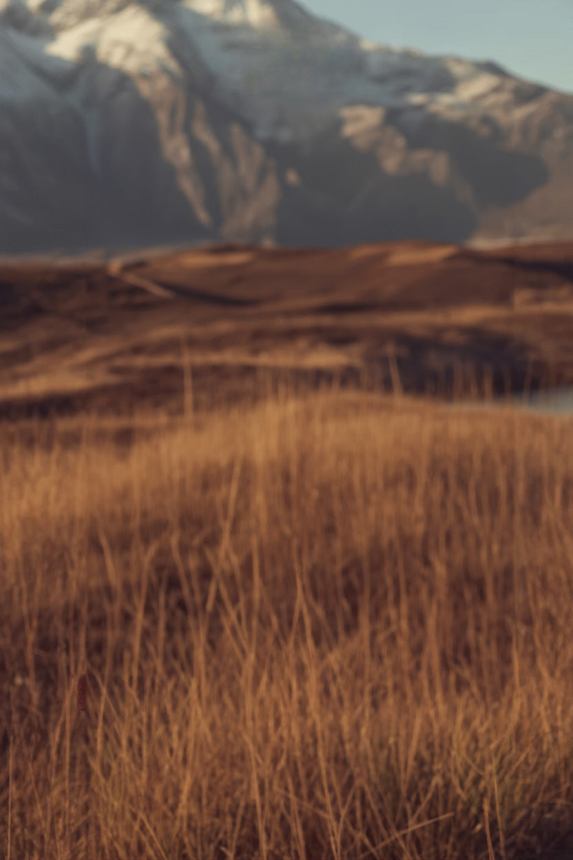 Golden grassy field with distant snow-covered mountain range