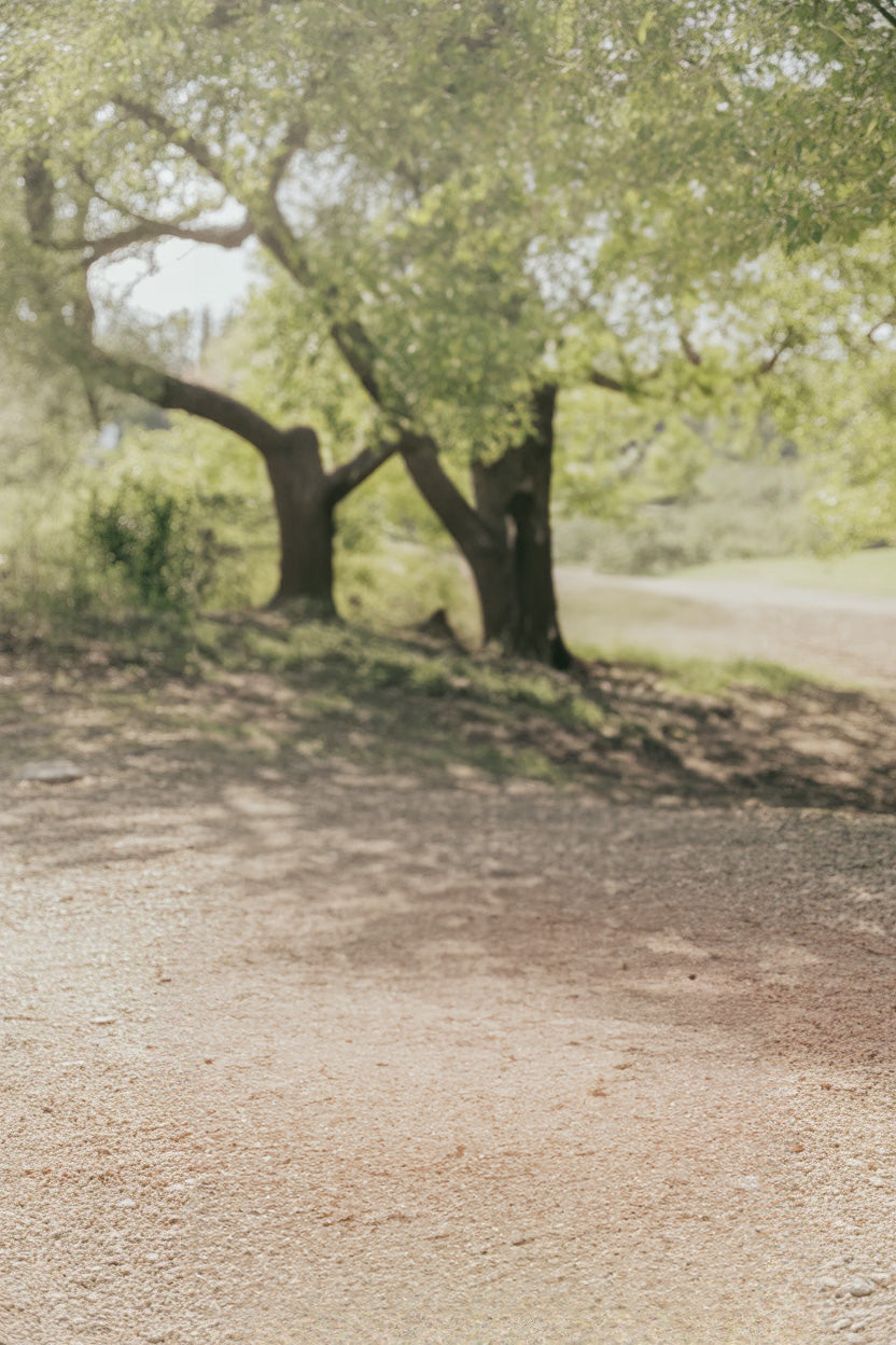 Shady woodland clearing with tall trees and sunlight filtering