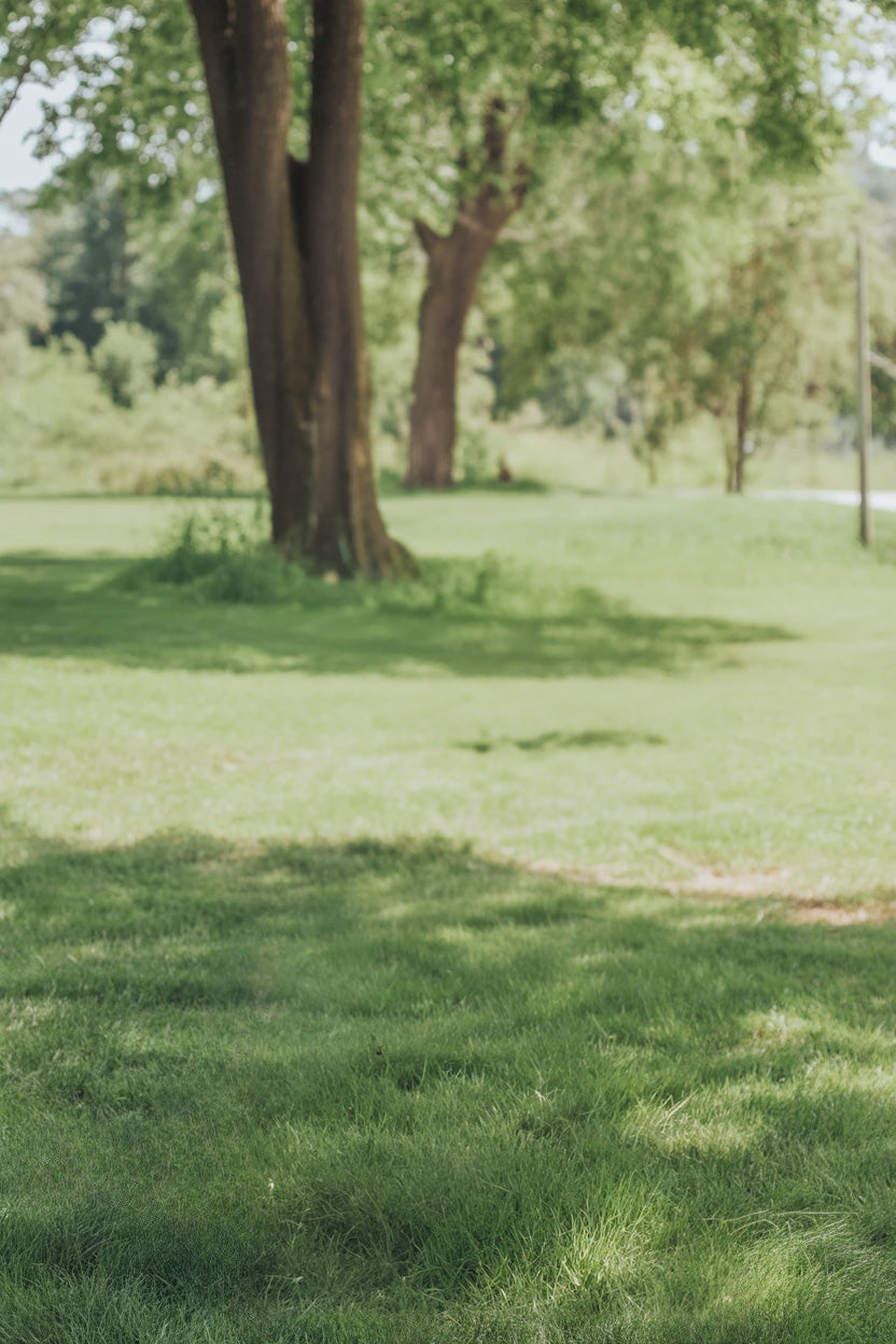 Sunny green park with tall trees and open lawn