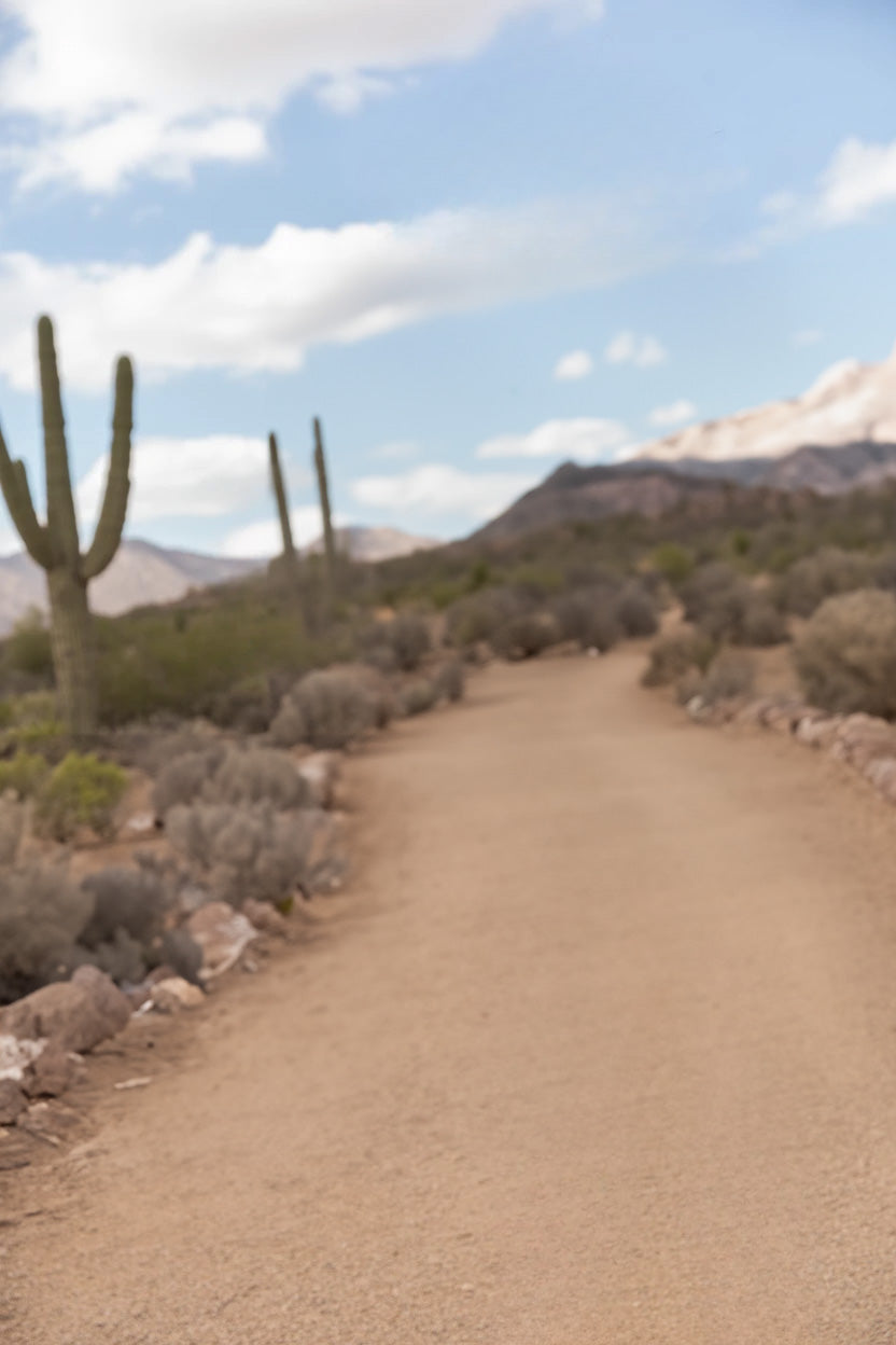 Brick pathway lined with greenery and hanging string lights