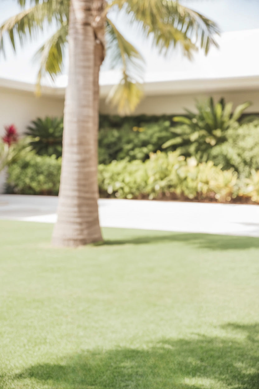 Sunny tropical garden with palm tree and green lawn