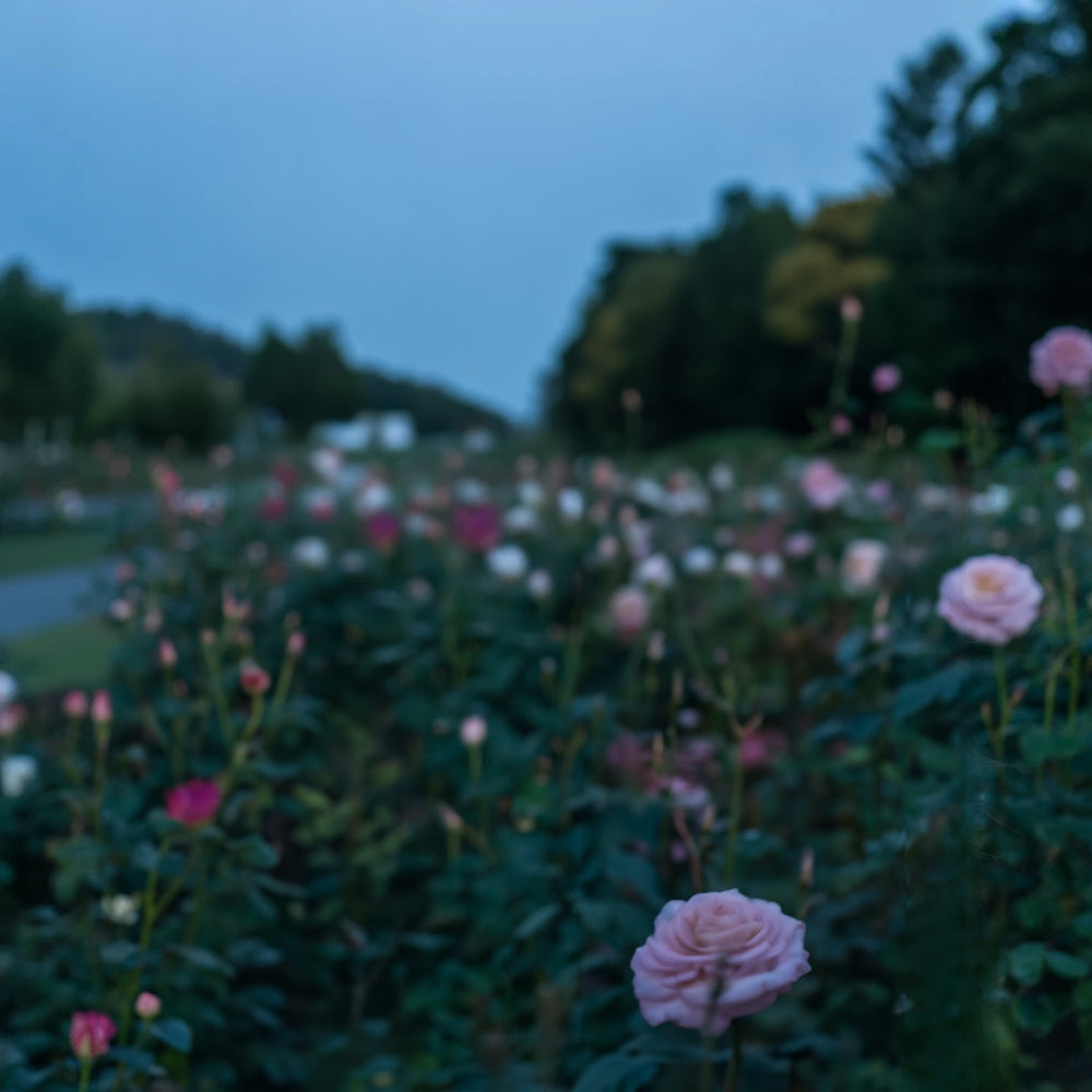 Pink rose garden along pathway with forested backdrop