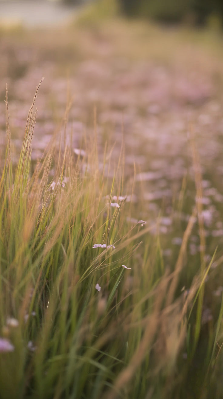Soft wildflower meadow with tall grass and pink blooms