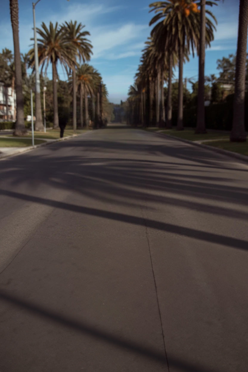 Sunny palm-lined street with long shadows on pavement