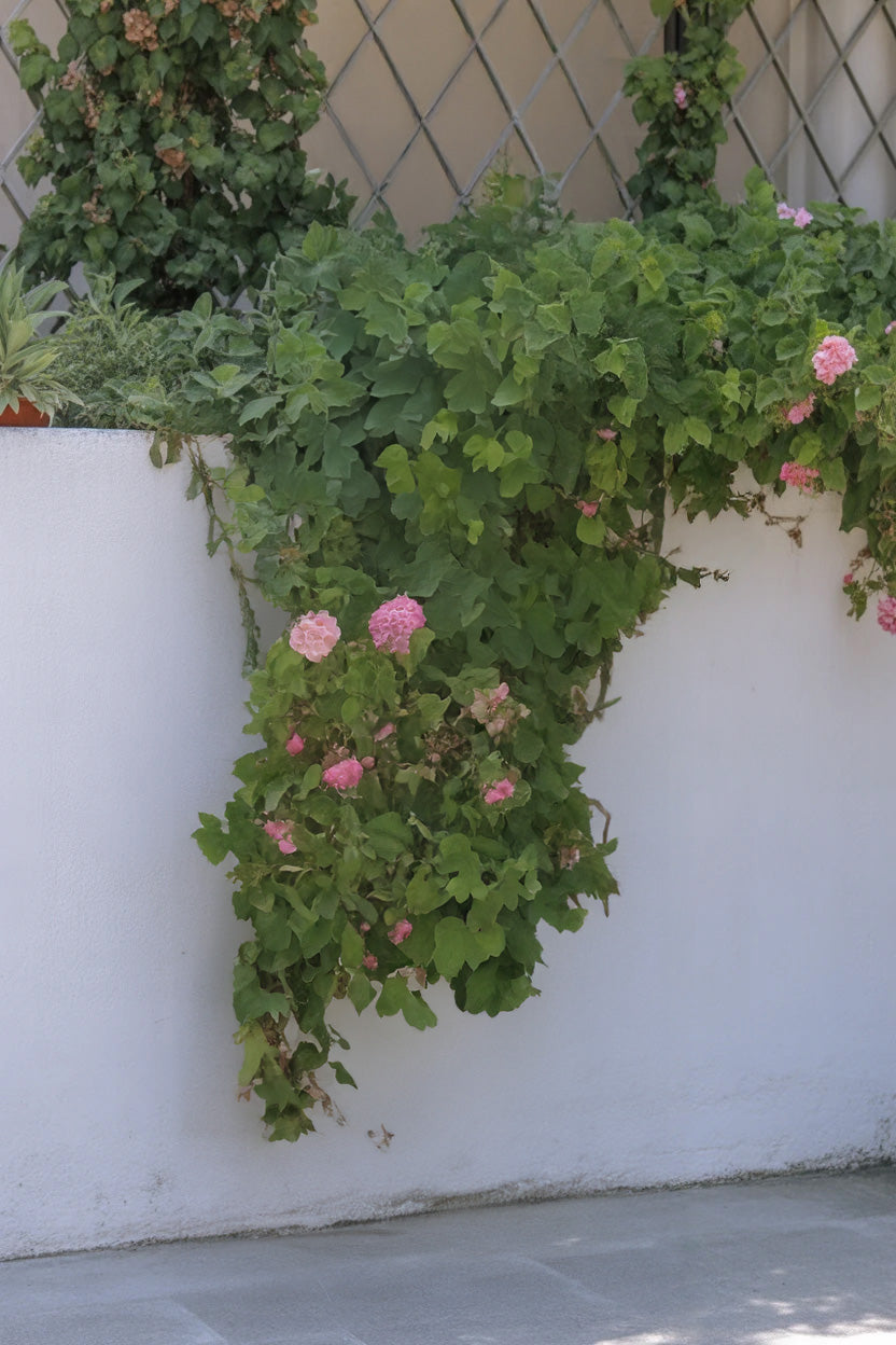 White wall garden with climbing vines and pink flowers