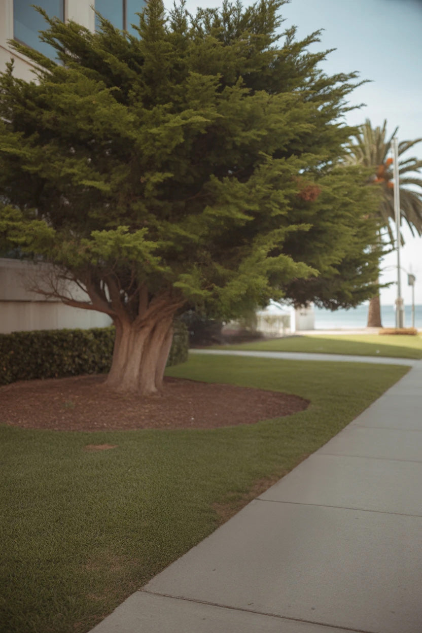 Sidewalk with lush green tree and manicured lawn near waterfront