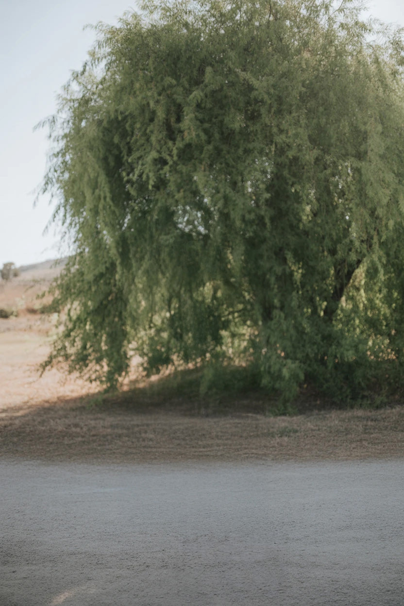 Large willow tree casting shade on dry ground