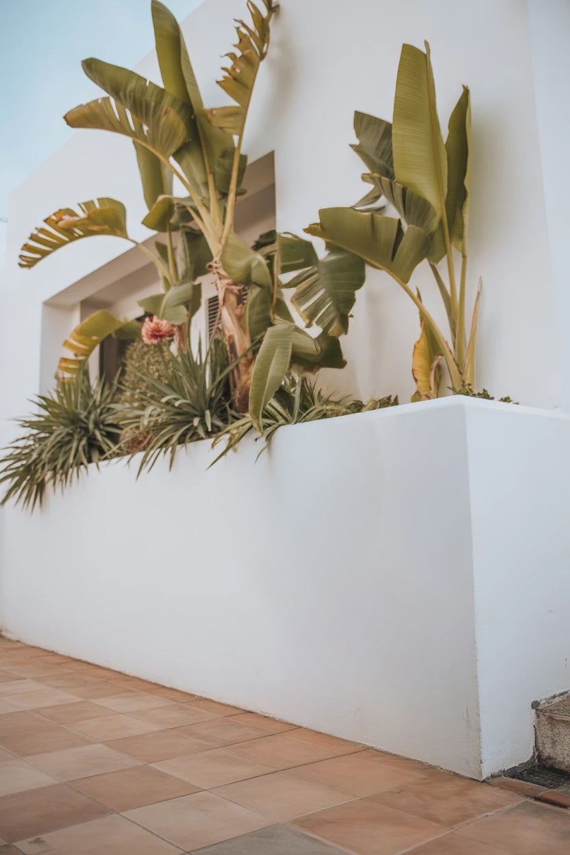 White stucco wall with tropical plants and tiled patio