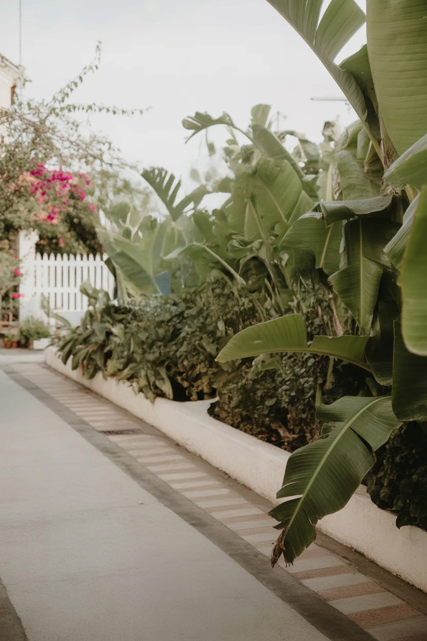 Garden walkway with lush tropical plants and white fence