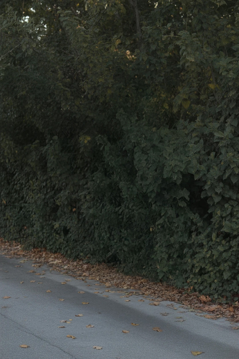 Shaded roadside with dense green foliage and scattered dry leaves