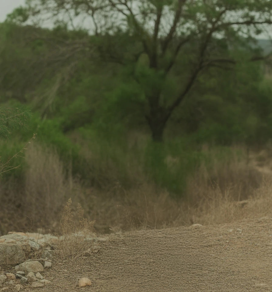 Dirt path surrounded by dry grass and dense green trees