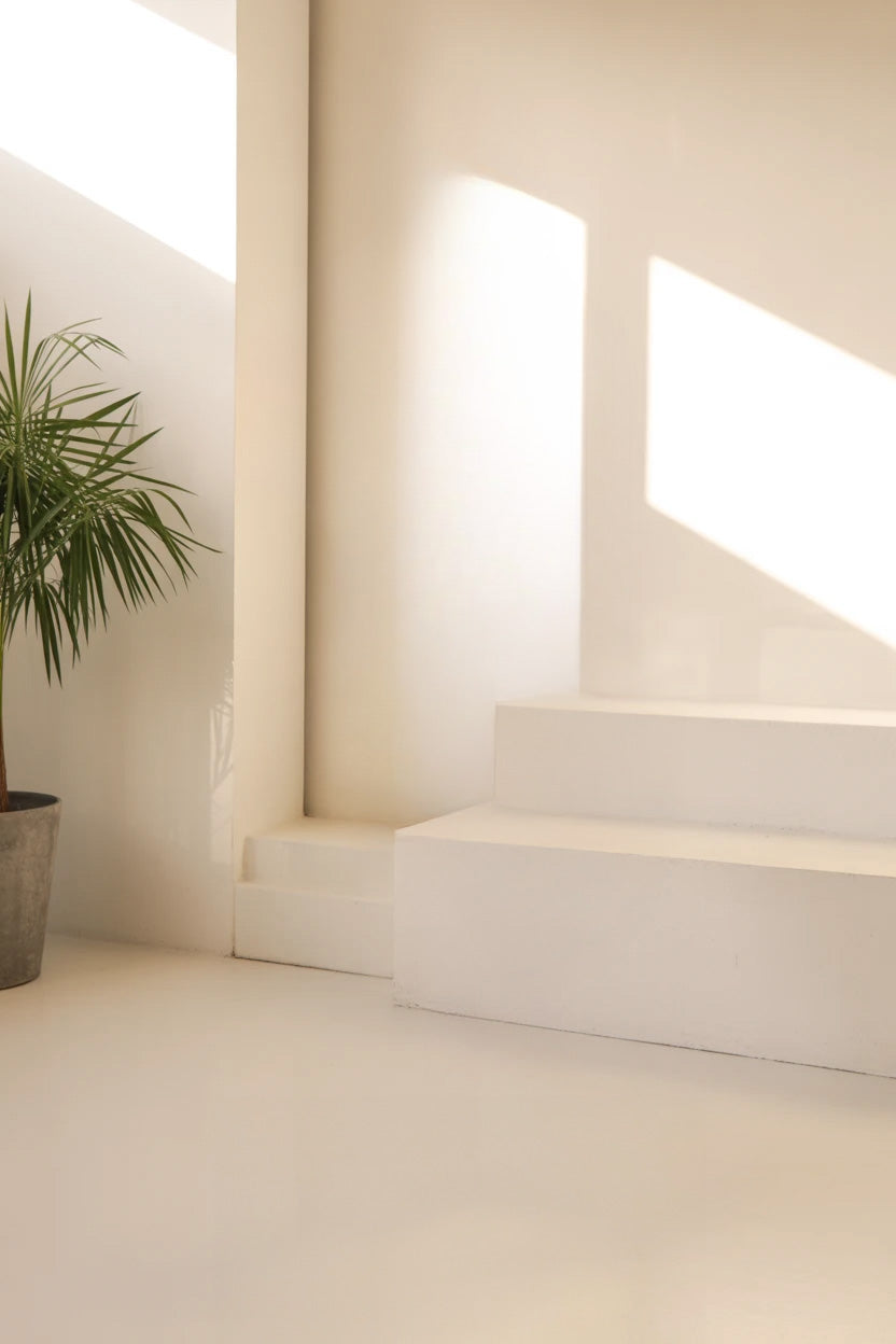 Minimal white interior with potted plant and sunlight steps