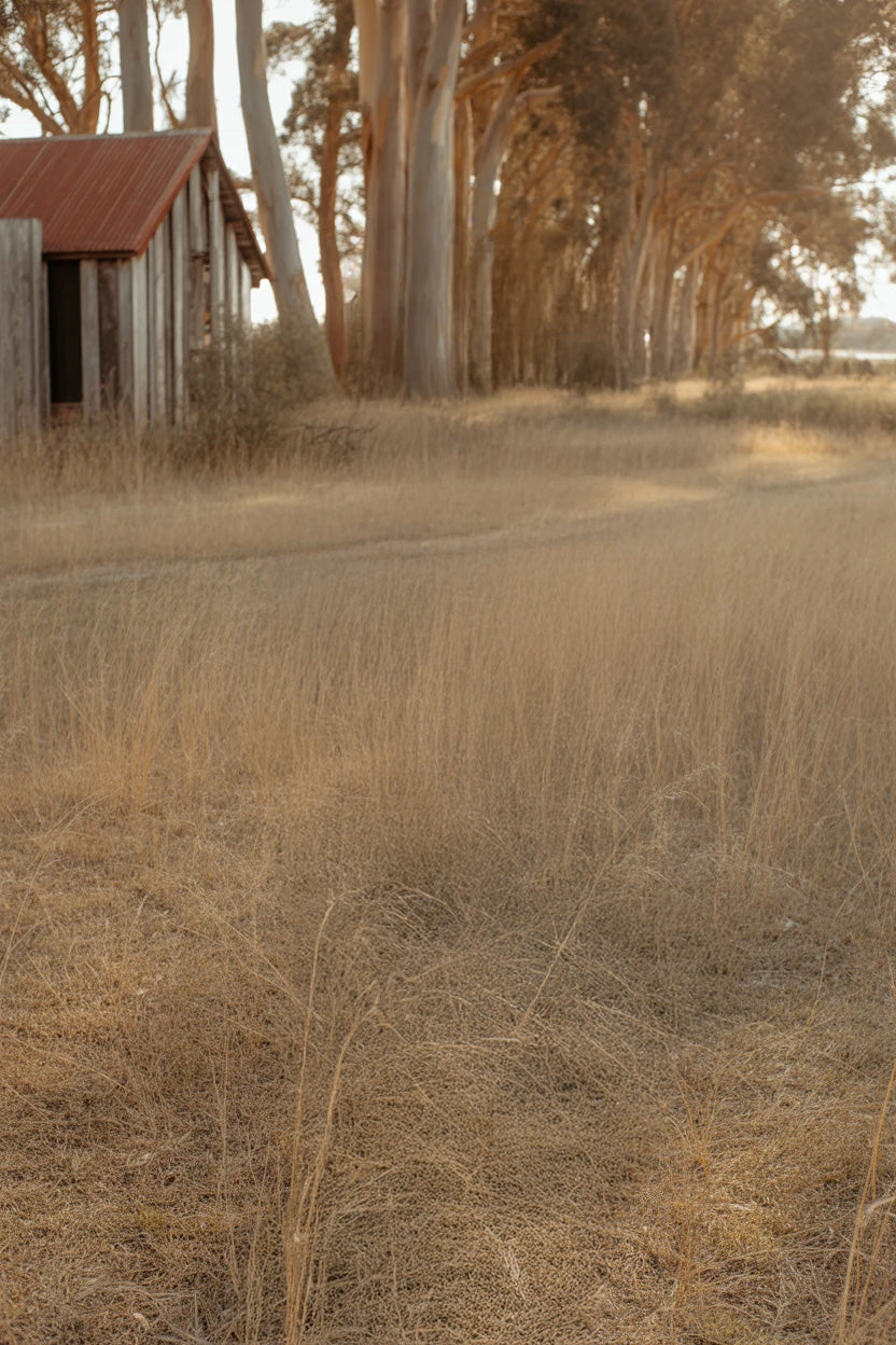 Rustic wooden shed beside tall trees and golden dry grass