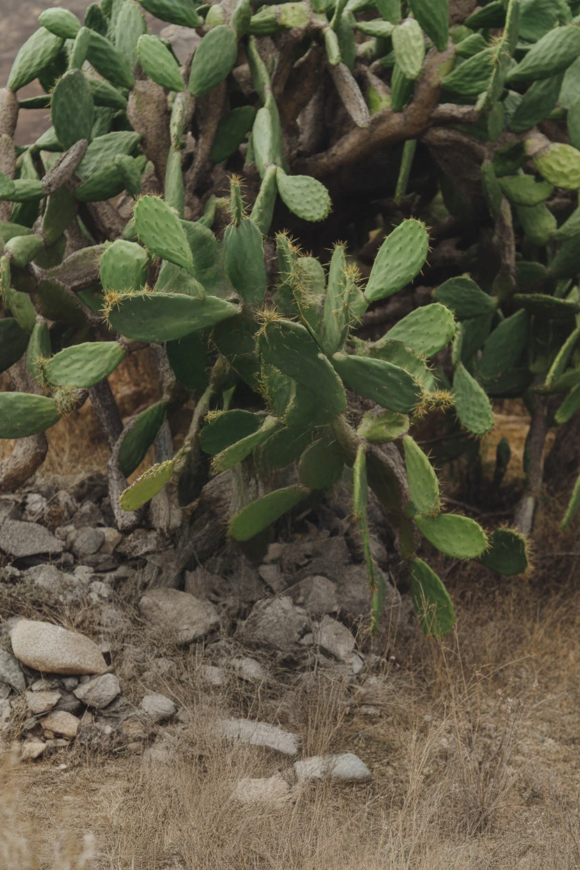 Cactus plant growing among dry rocks and desert ground