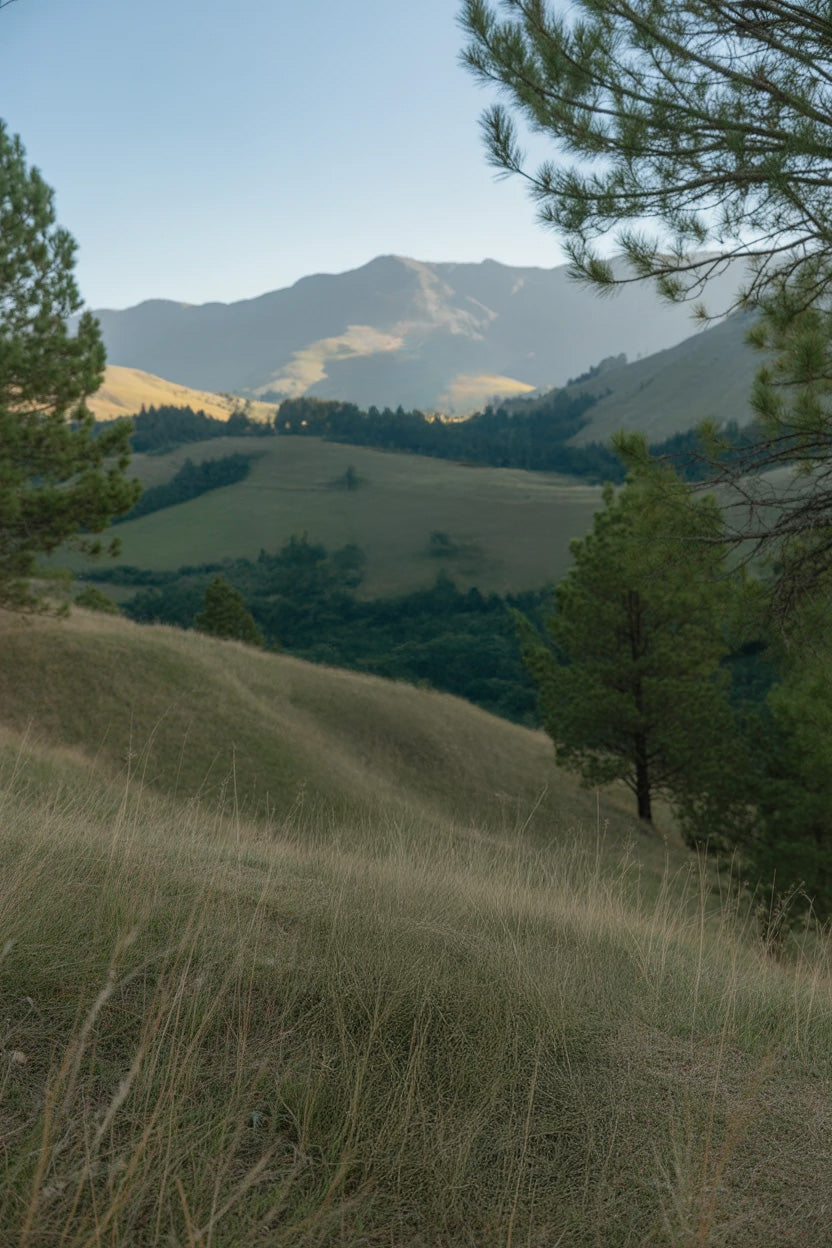 Rolling grassy hills with scattered pine trees and distant mountains