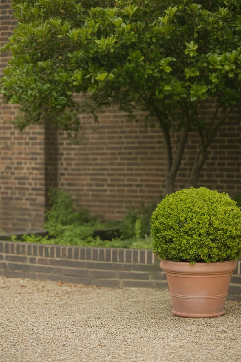 Brick wall courtyard with greenery and potted shrub