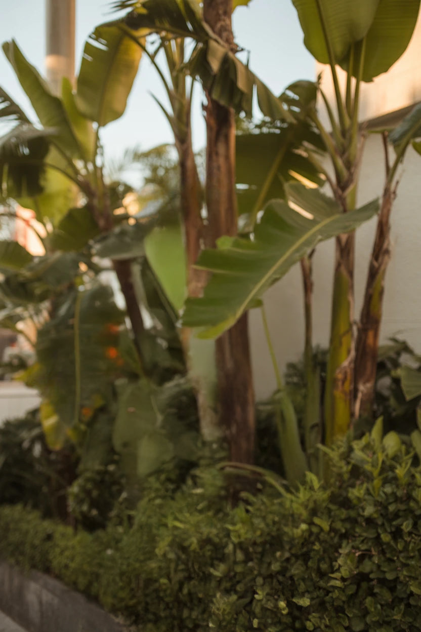 Lush tropical garden with tall banana plants and dense greenery