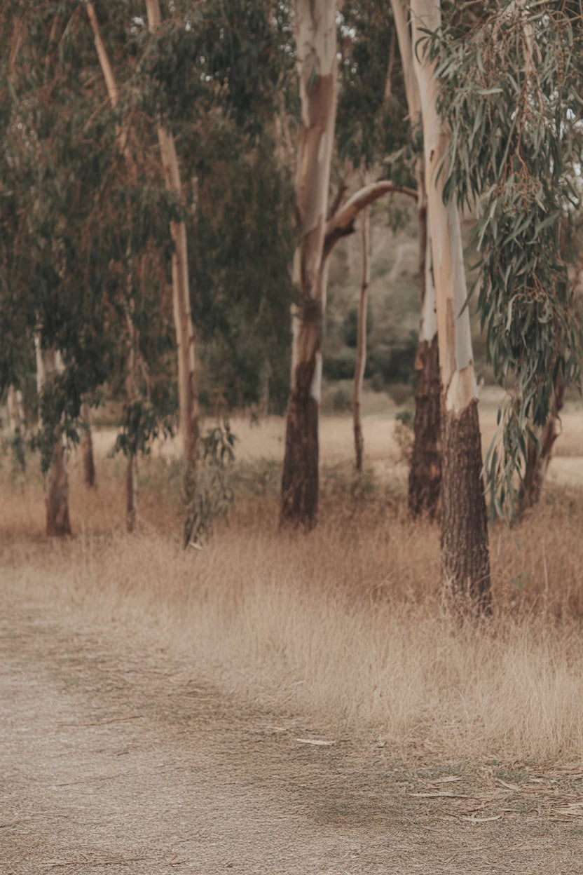 Forest path lined with tall eucalyptus trees and dry grass