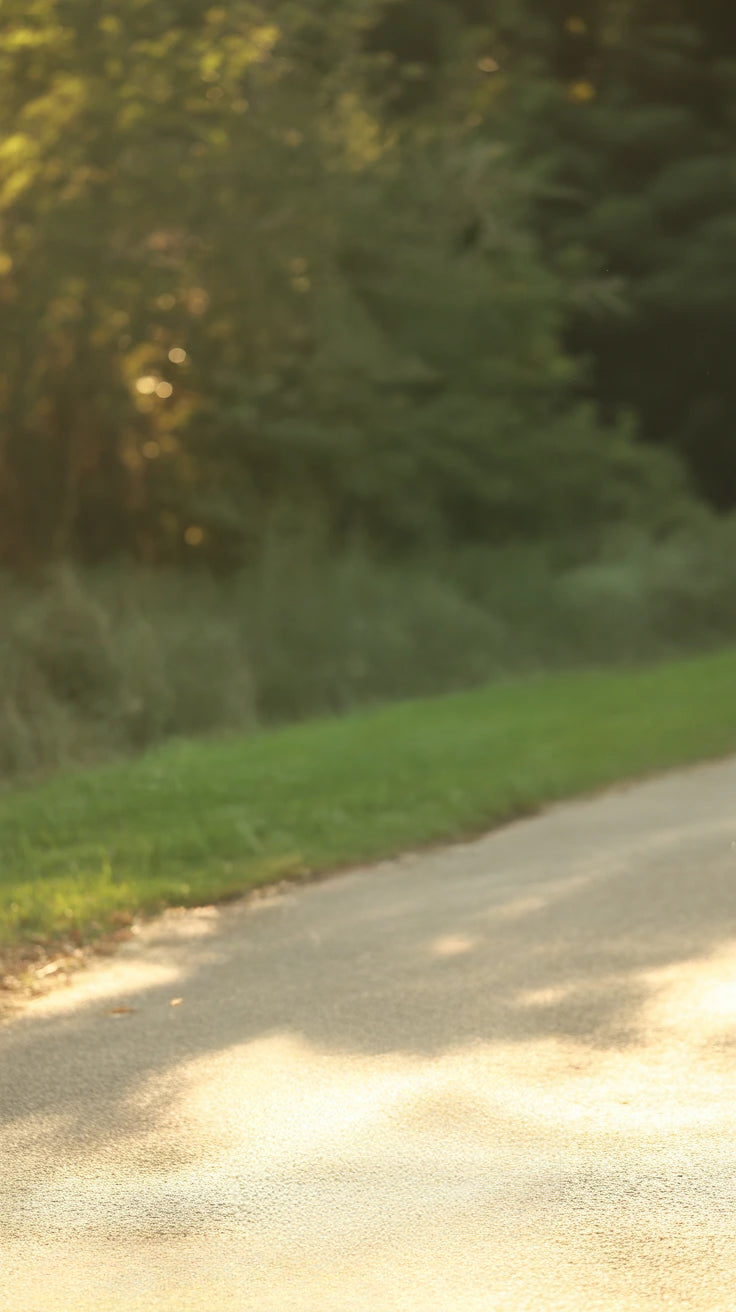 Sunny paved pathway bordered by lush green grass and trees