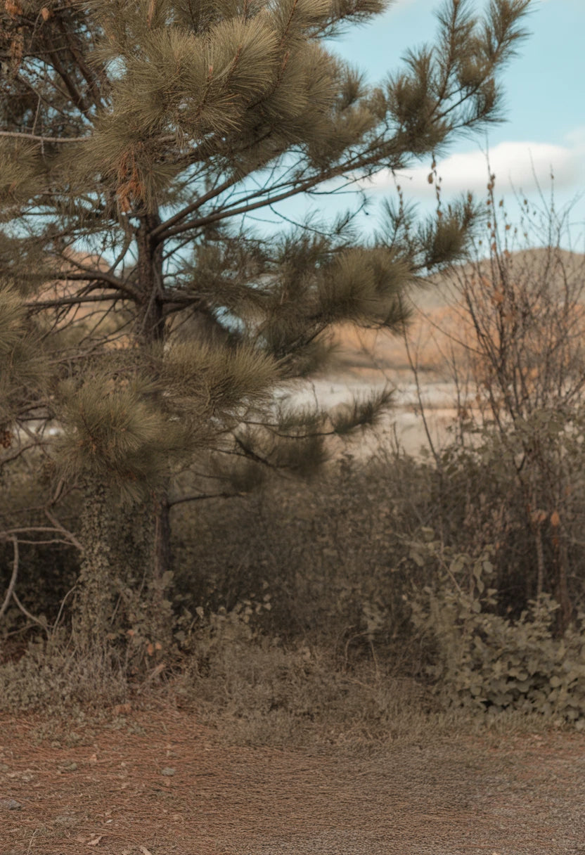 Pine tree surrounded by dry underbrush and distant hills