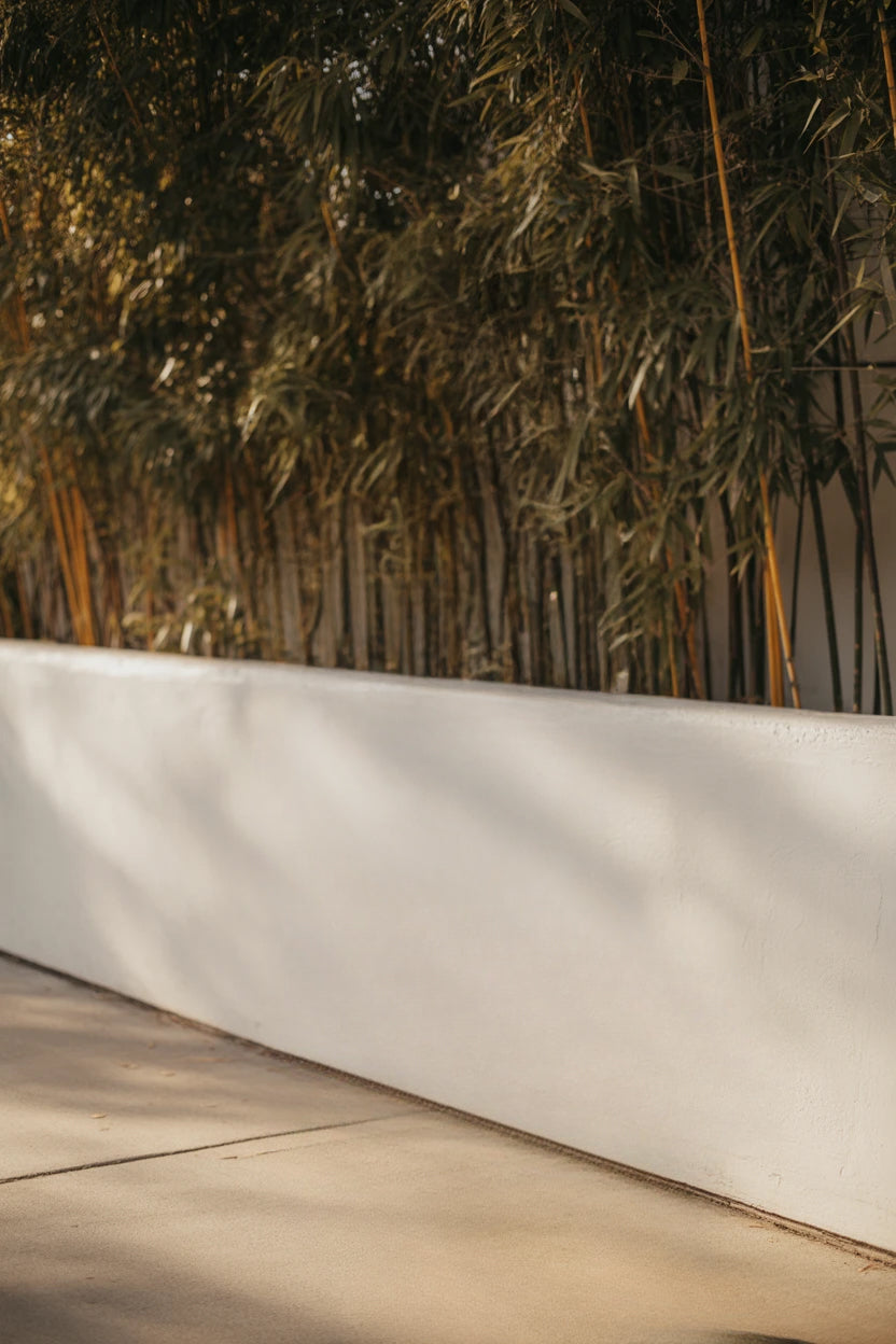 Modern walkway beside tall bamboo plants and white wall