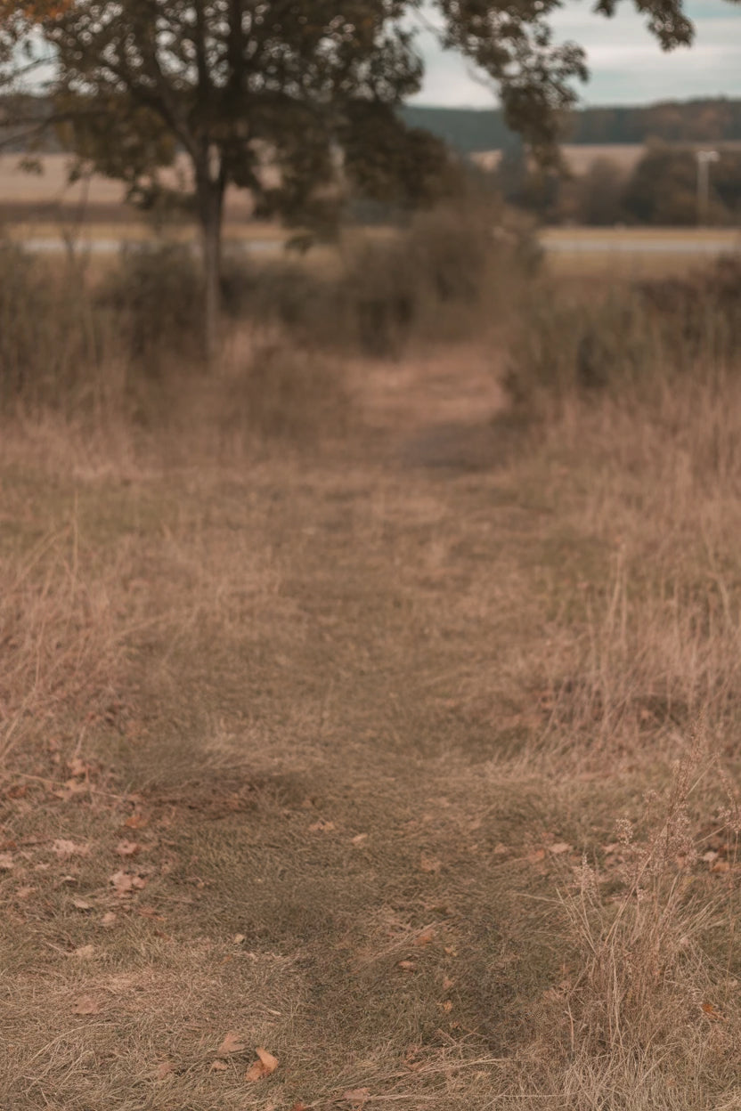 Narrow grassy trail leading through autumn trees and fields