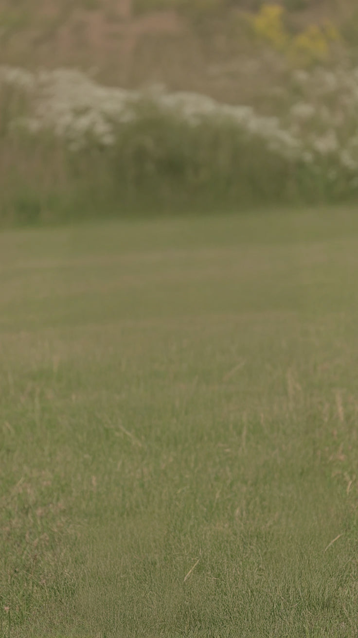 Open grassy field with wildflowers and soft distant greenery