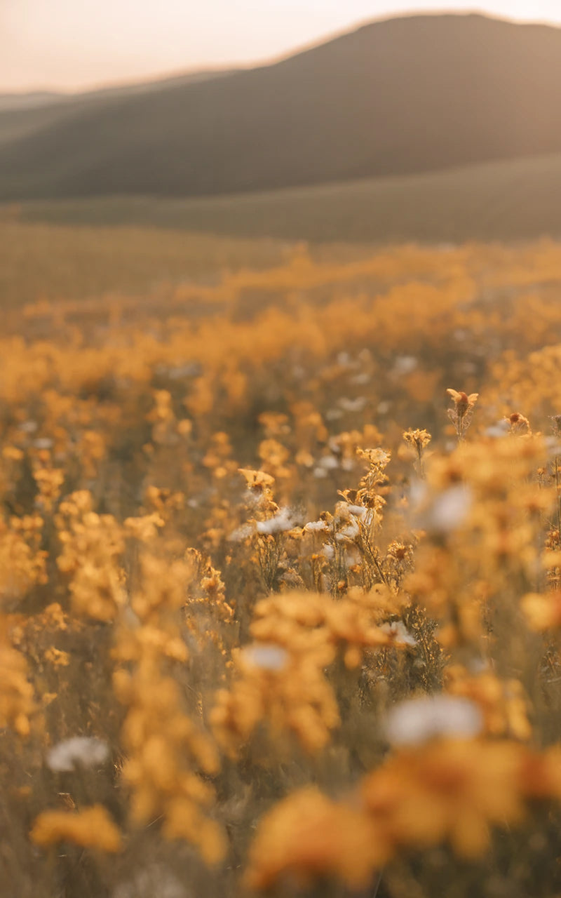 Golden wildflower field with rolling hills at sunset