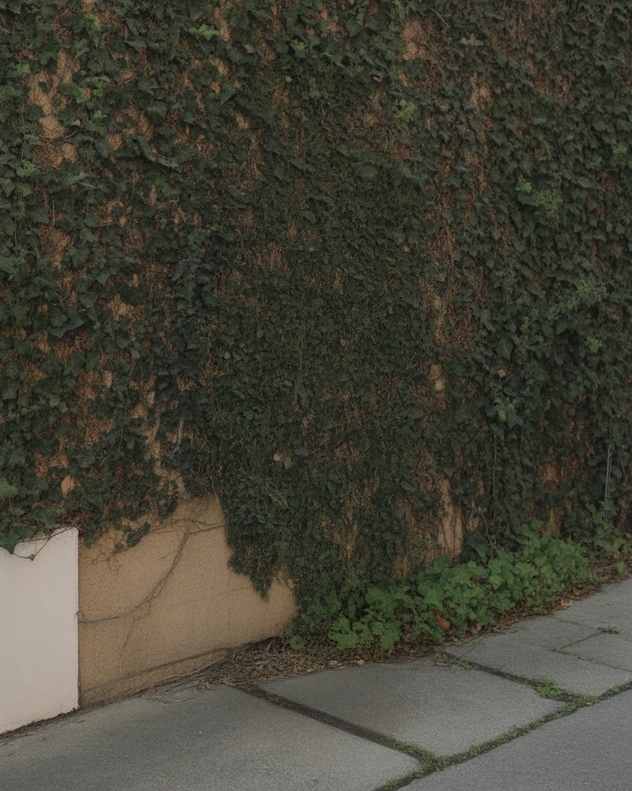 Aged exterior wall covered in dense green ivy with sidewalk below