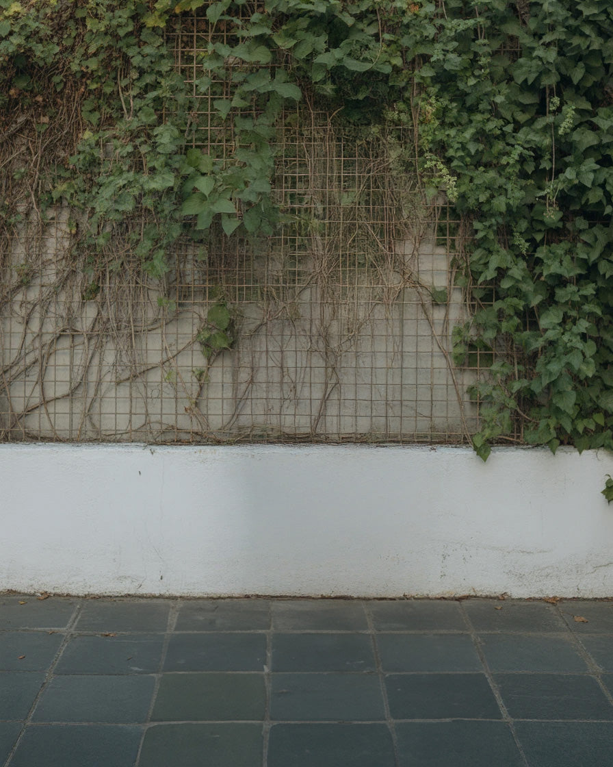 Vine-covered wall in an outdoor setting