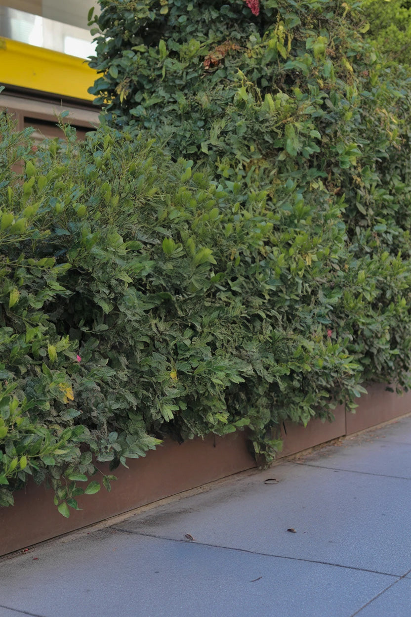 Urban sidewalk lined with dense green hedge and planter box