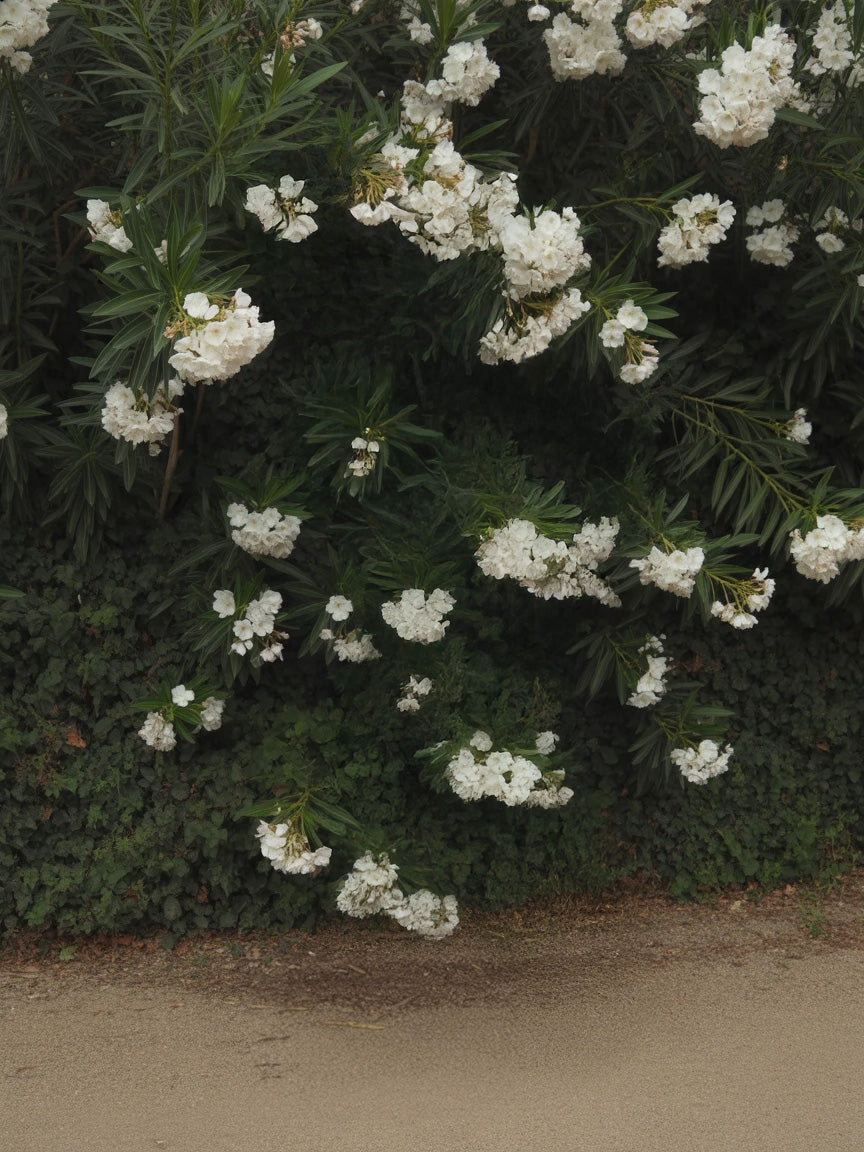 White blooming flowers with dense green foliage by pathway