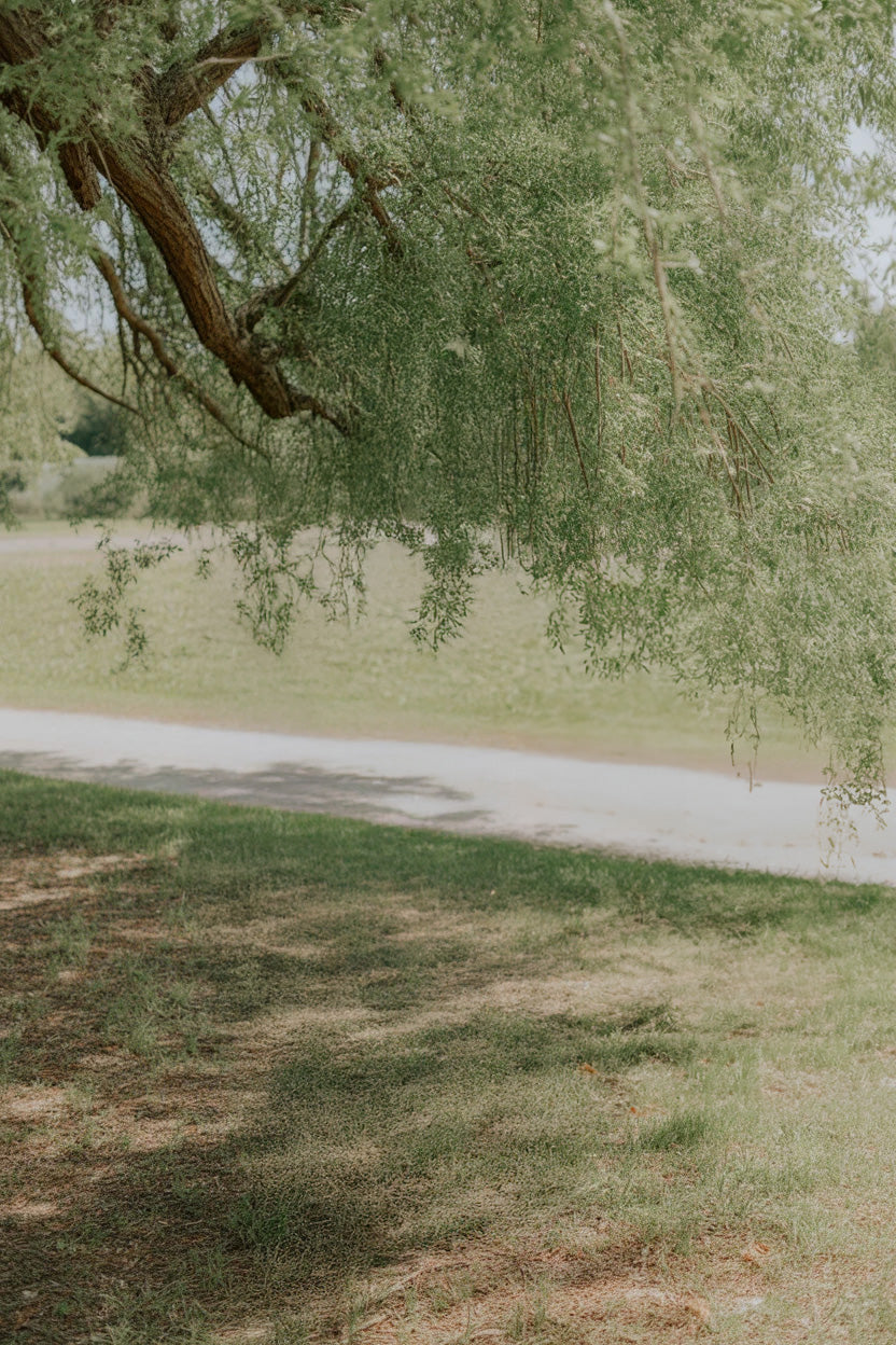 Shaded grassy park area beneath large overhanging tree branches