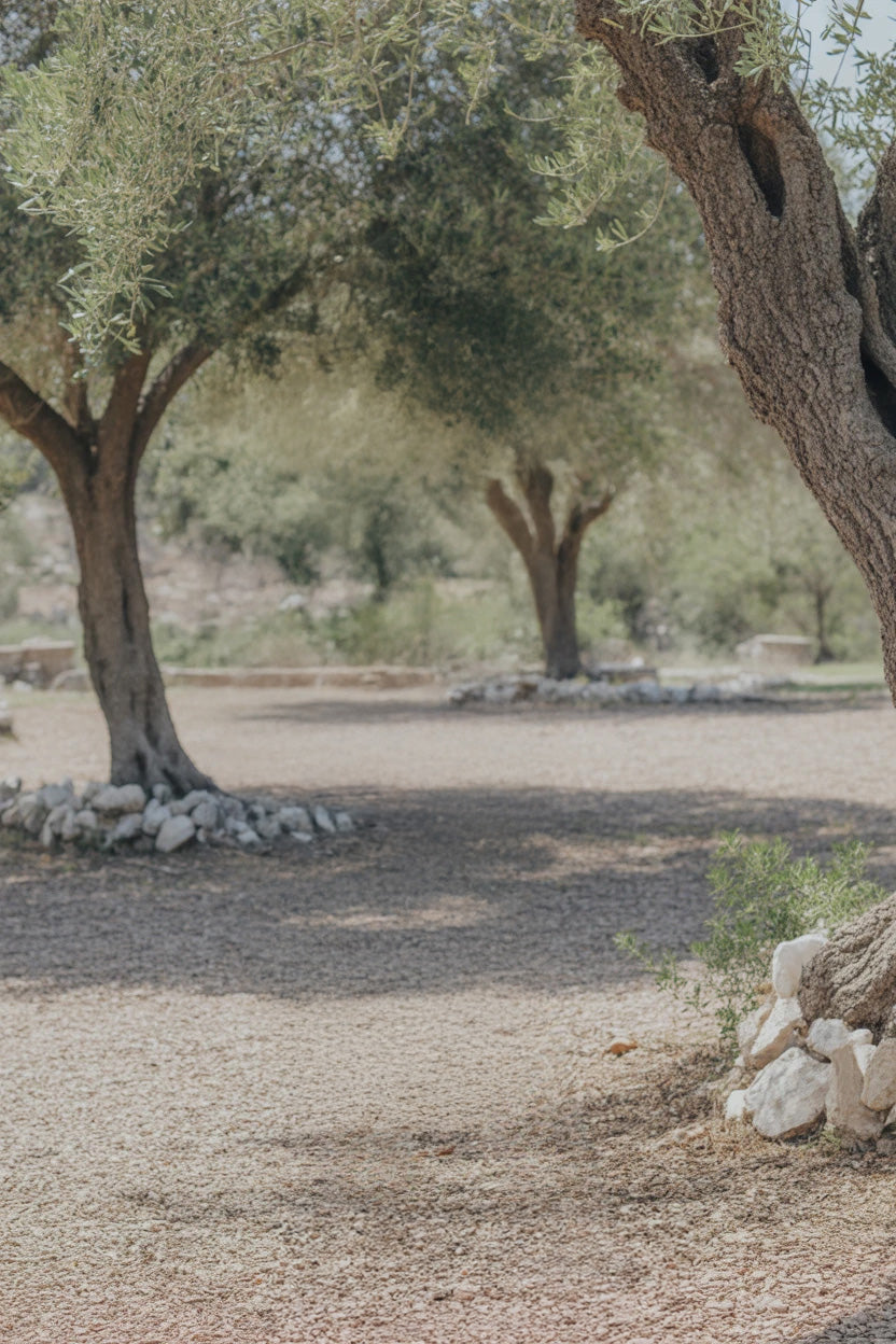 Sunlit grove with olive trees and rocky ground circles