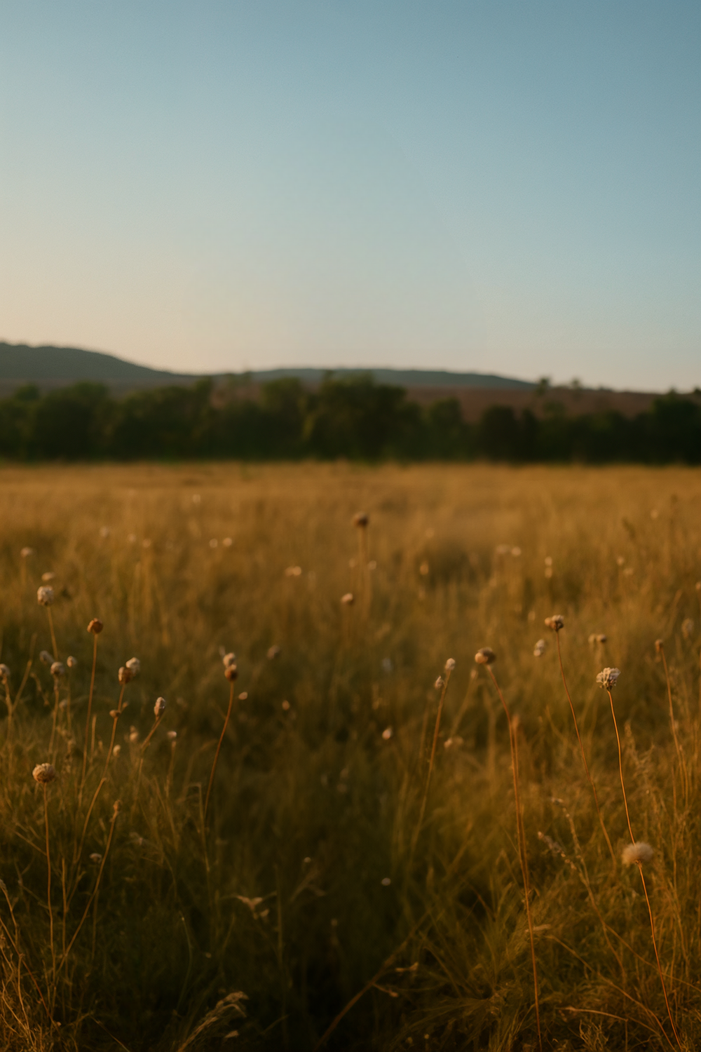 Golden meadow with wildflowers and distant tree-lined hills
