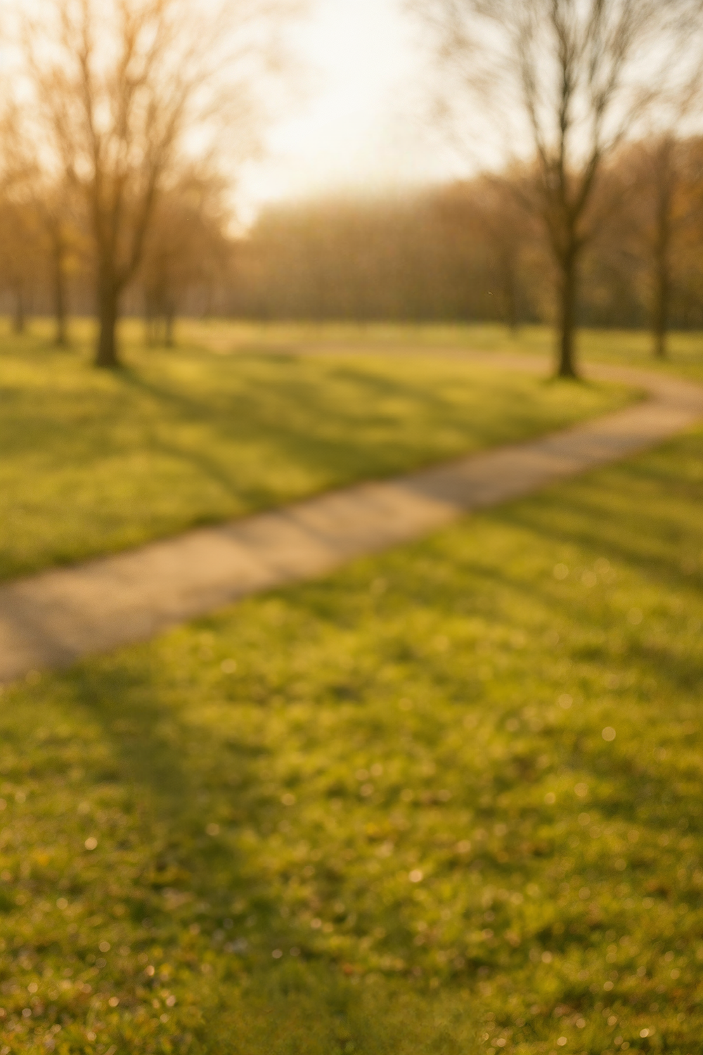 Sunlit park with bare trees and winding walking path