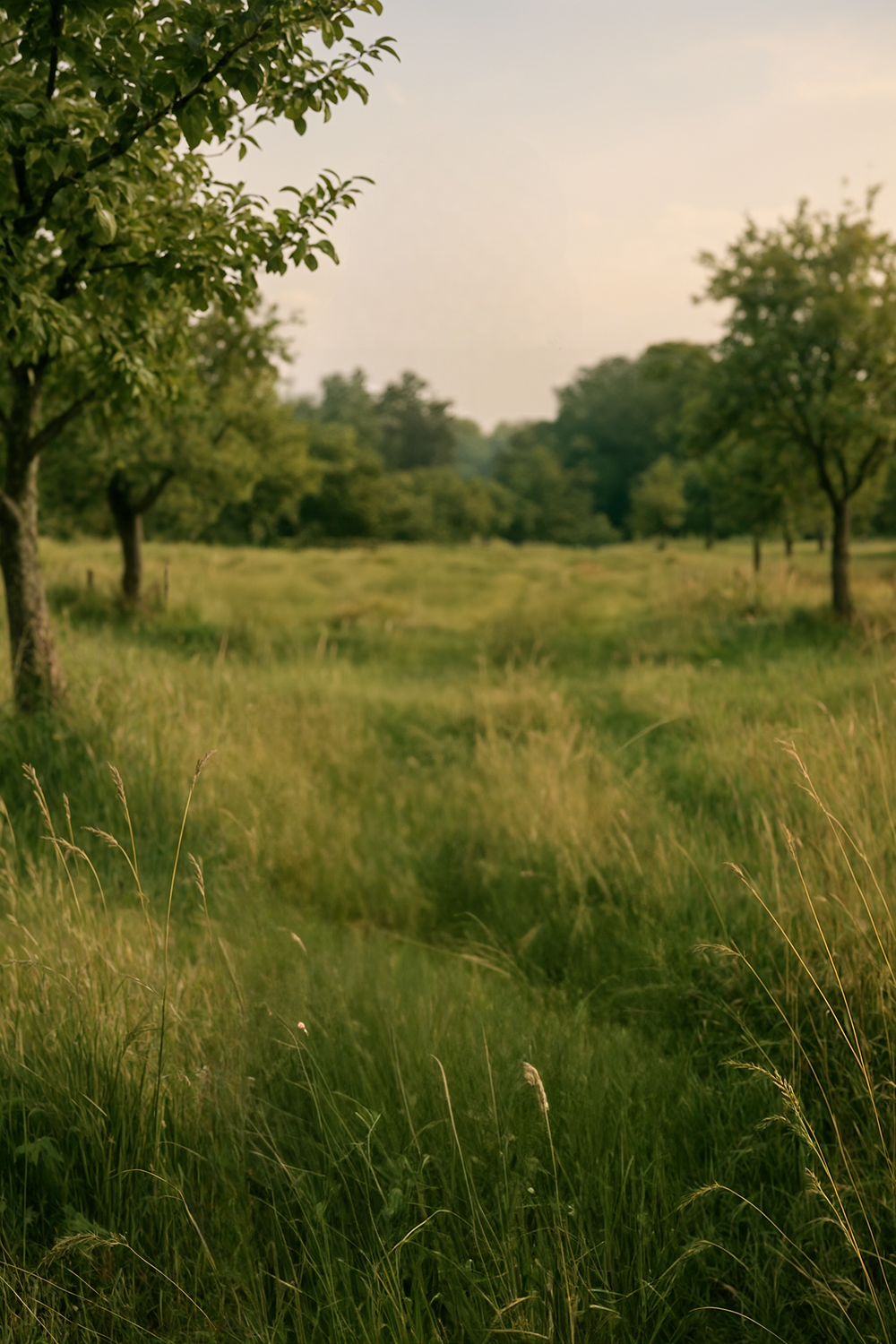 Grassy orchard with scattered trees under soft evening light