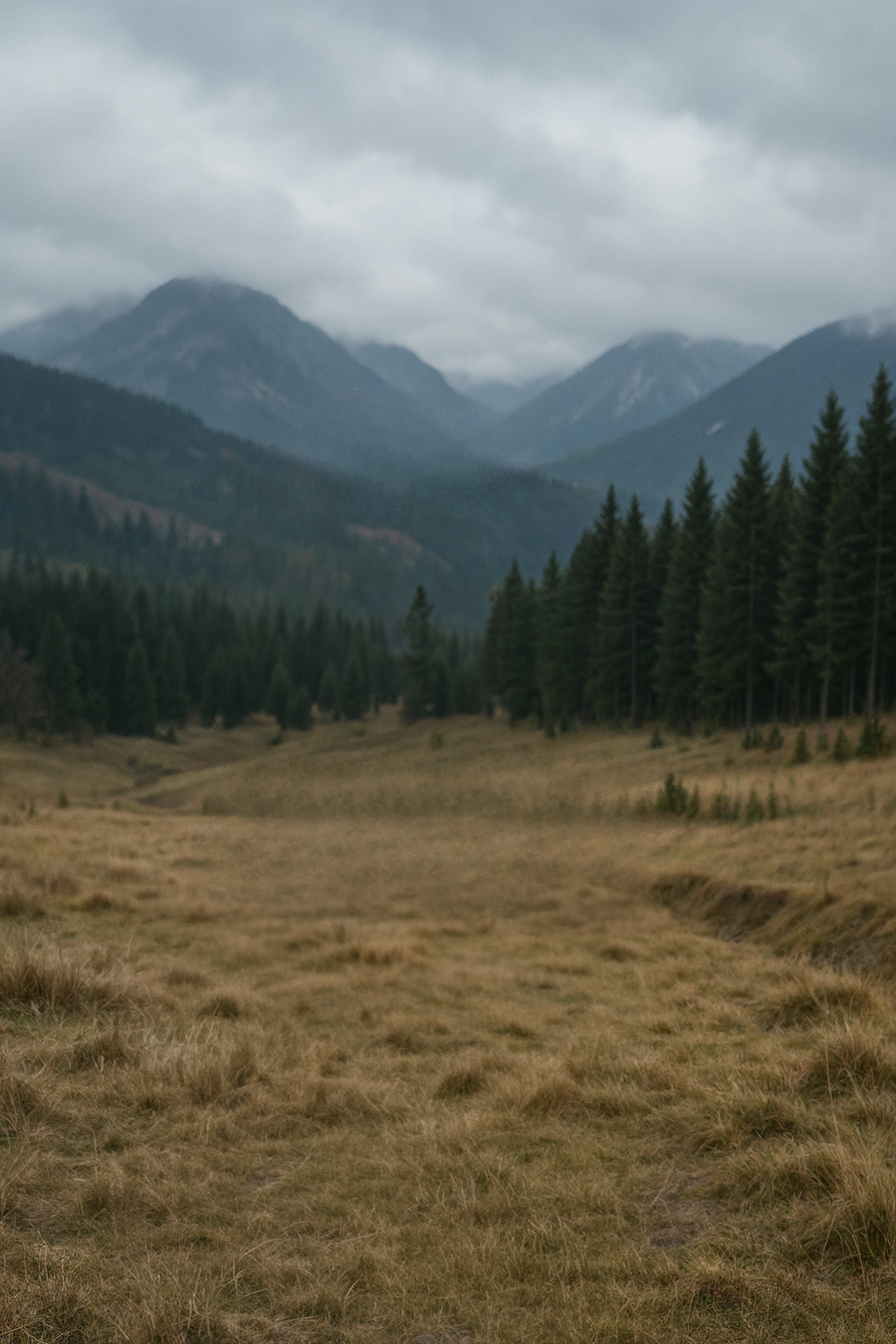 Overcast mountains with pine forest and grassy hillside