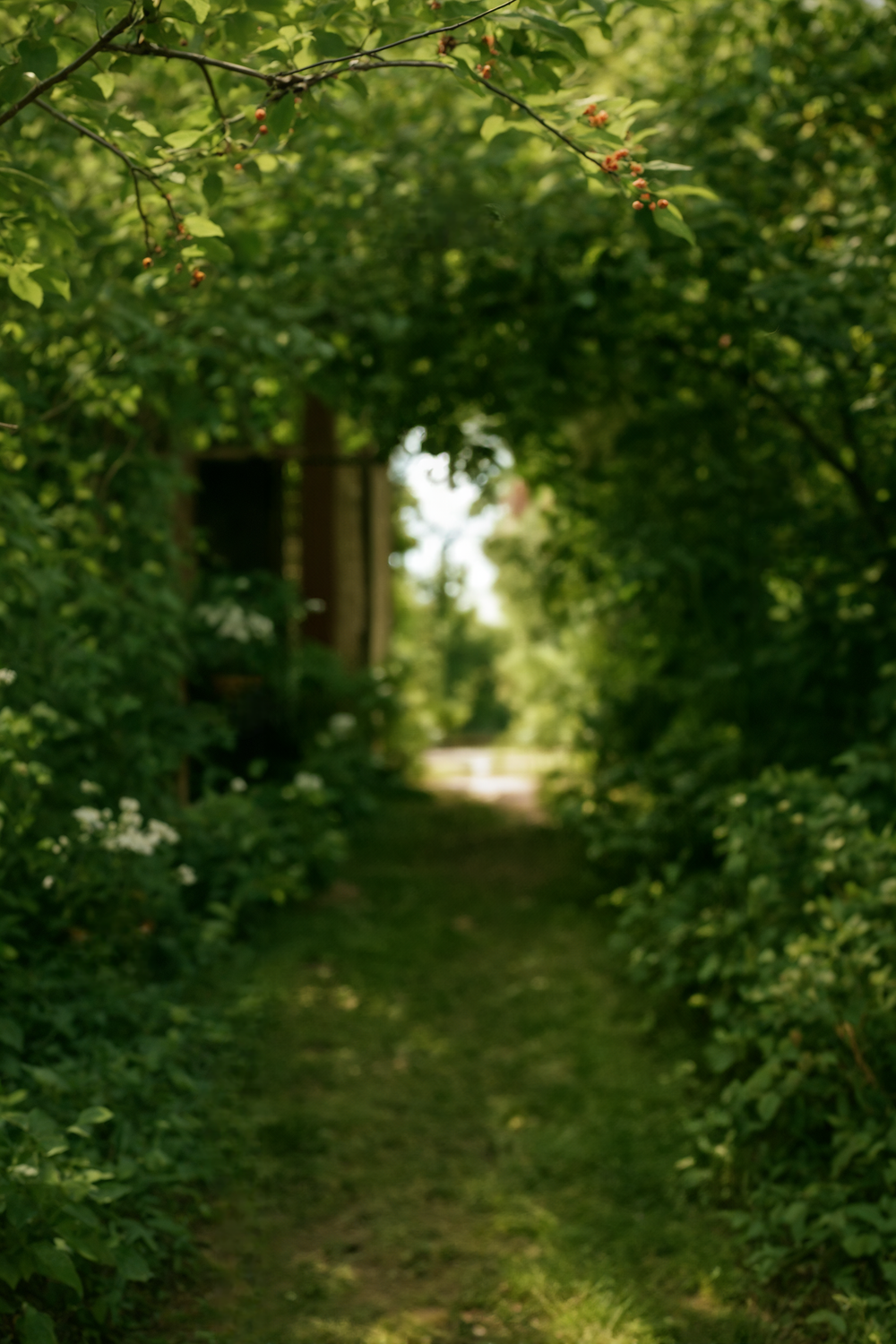 Lush green garden with potted plants and trees
