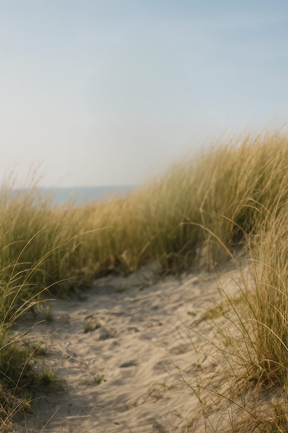 Pathway through tall beach grass with ocean horizon