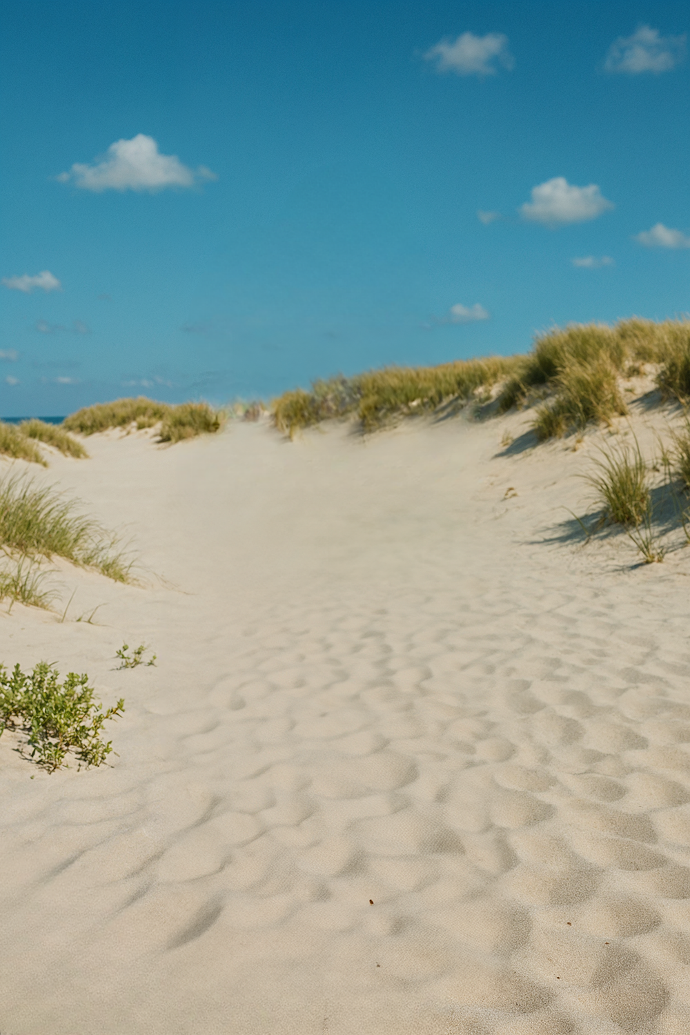 Bright sandy beach with sea grass and blue sky