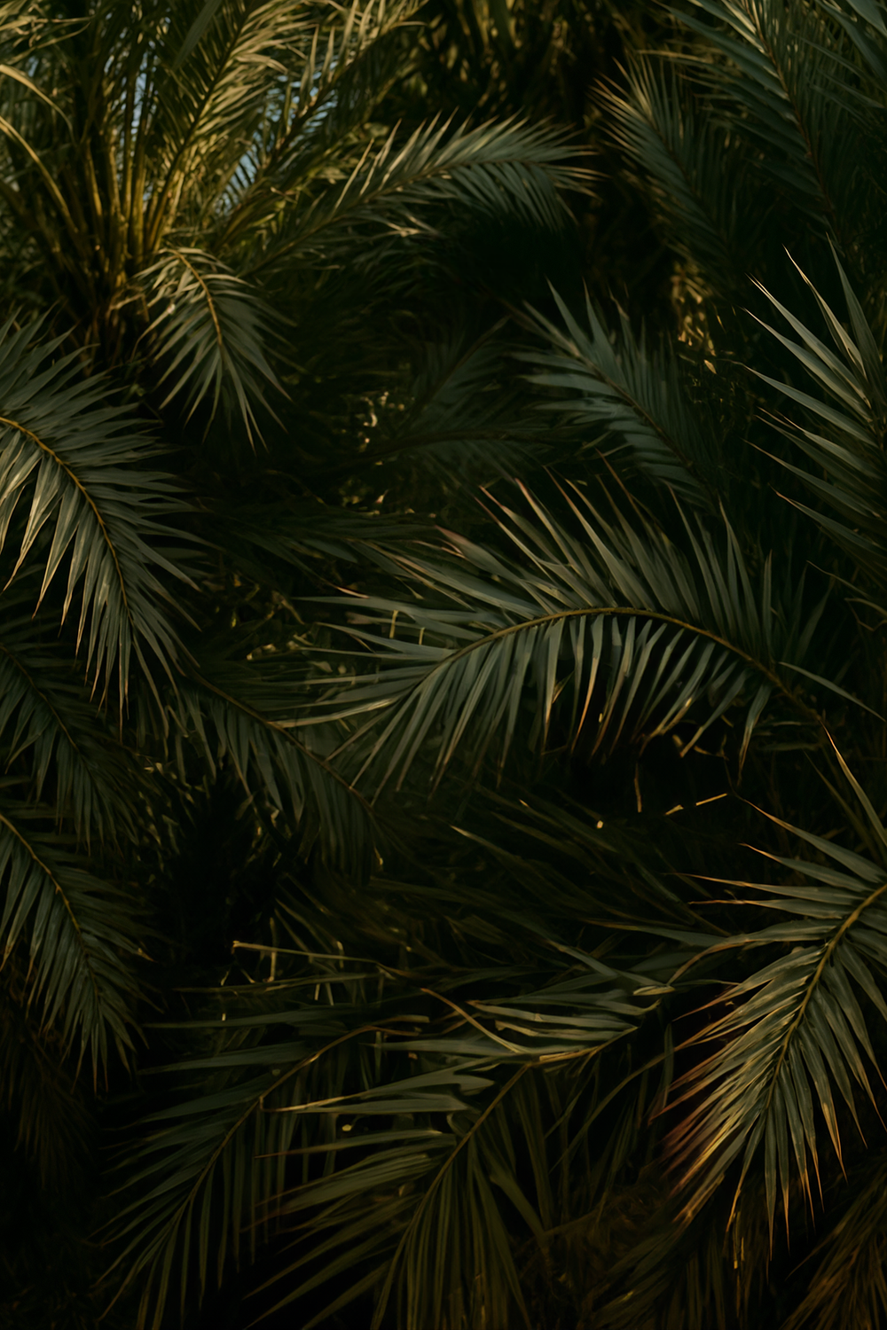 Tropical palm trees with dense green fronds backdrop
