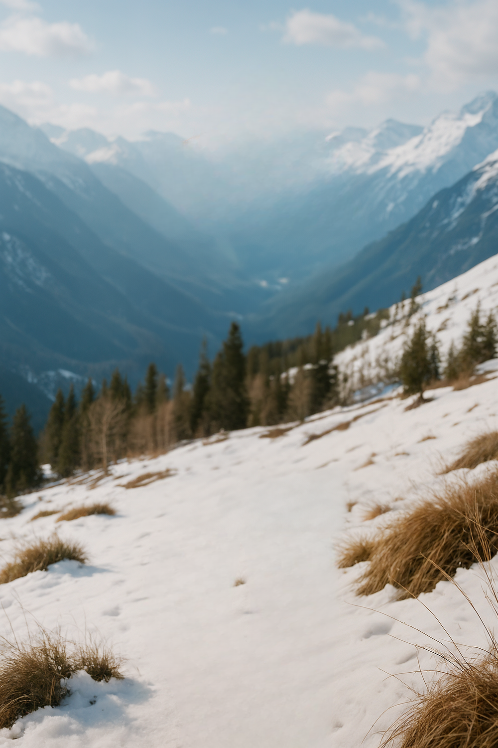 Snow-Covered Mountains with Evergreen Trees and Blue Sky