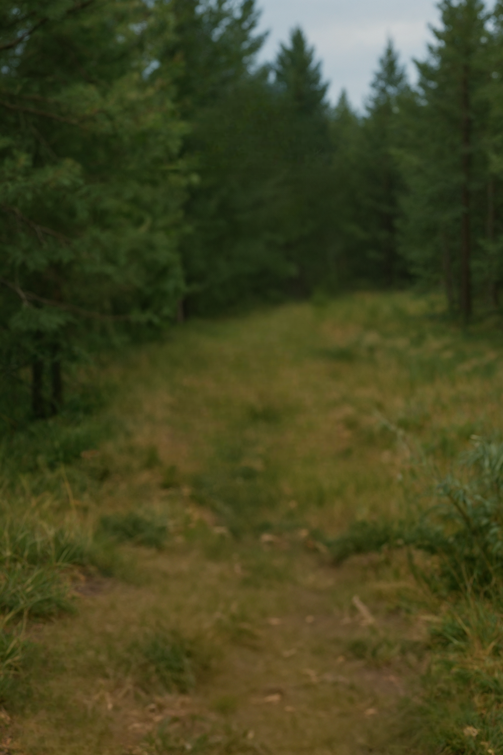 Shaded forest path with dense green pine trees
