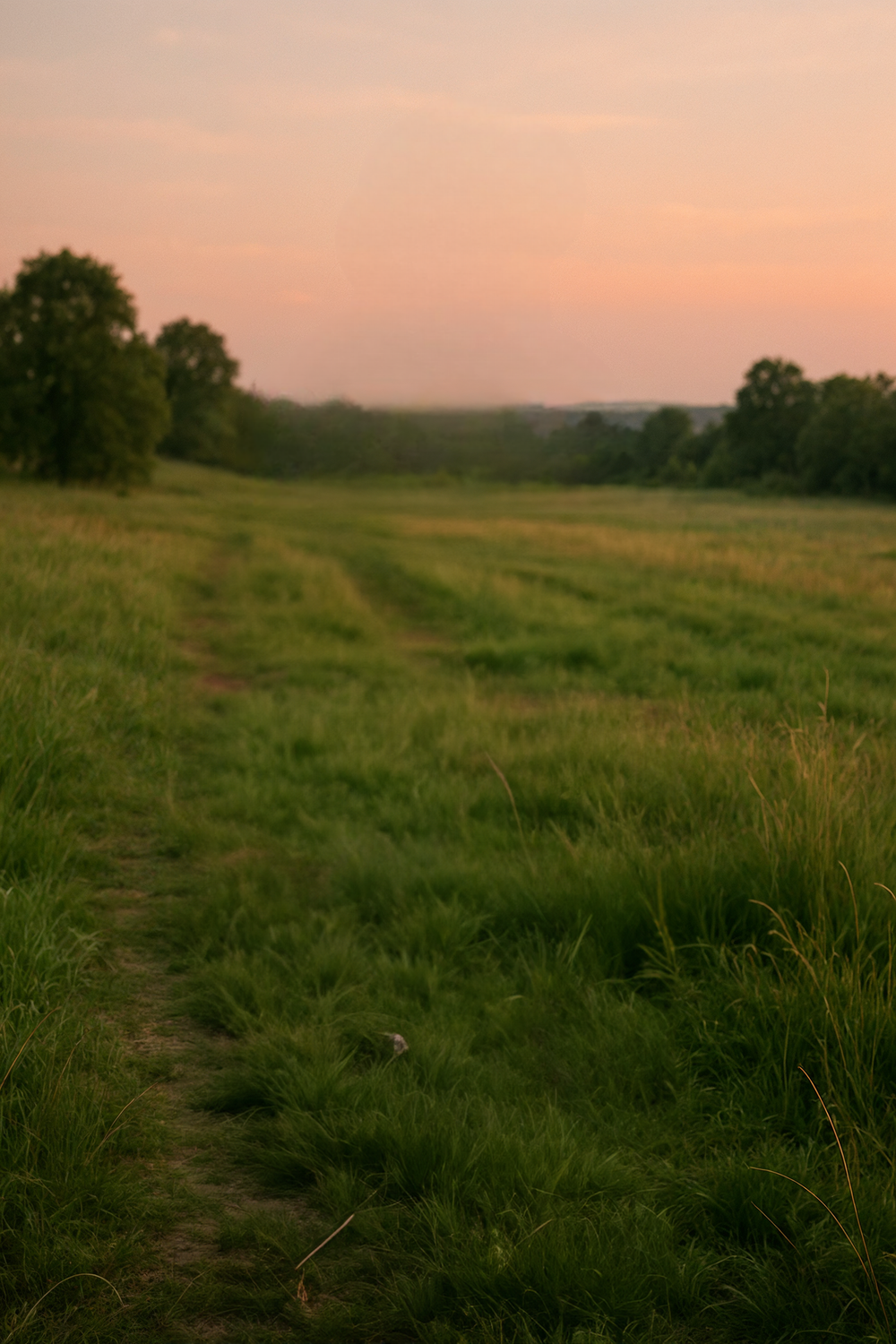 Sunset meadow with green grass and scattered distant trees