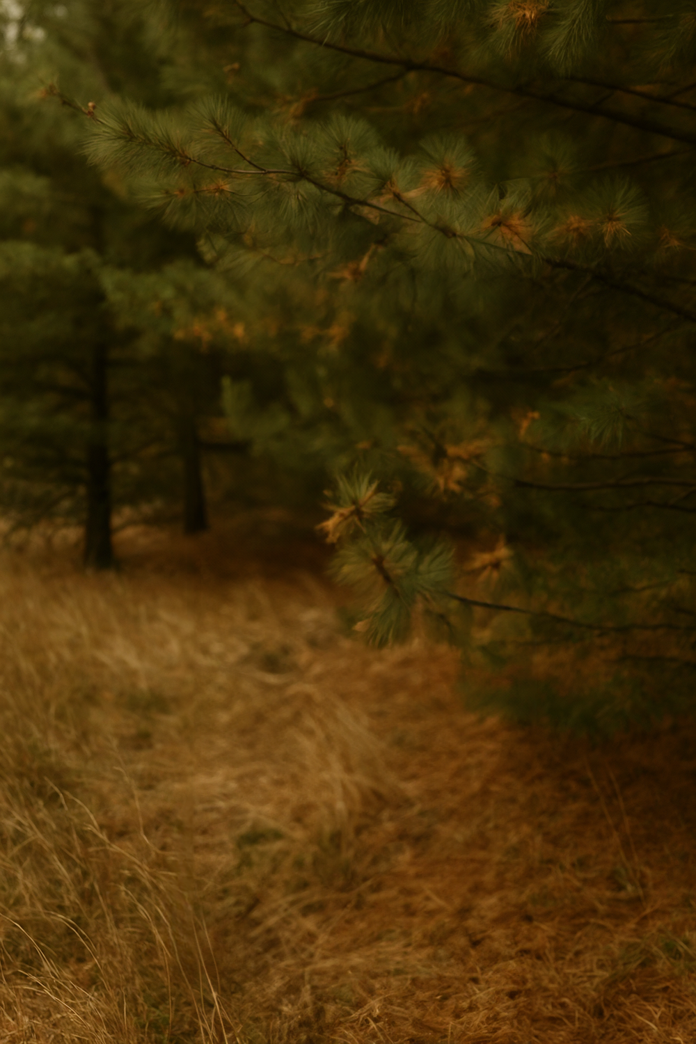 Pine forest with dry grass and dense evergreen trees