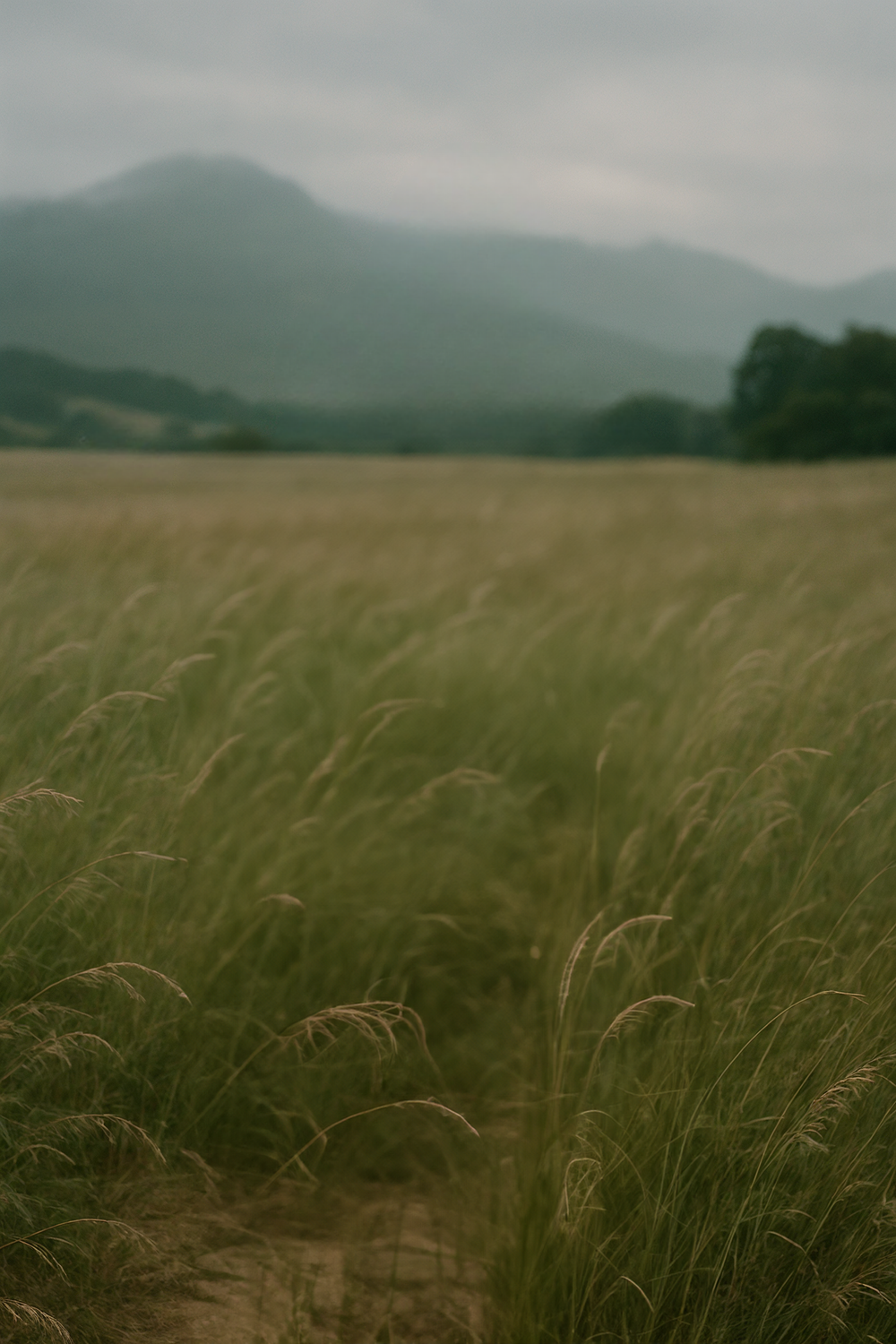 Overcast field with tall grass and misty mountains