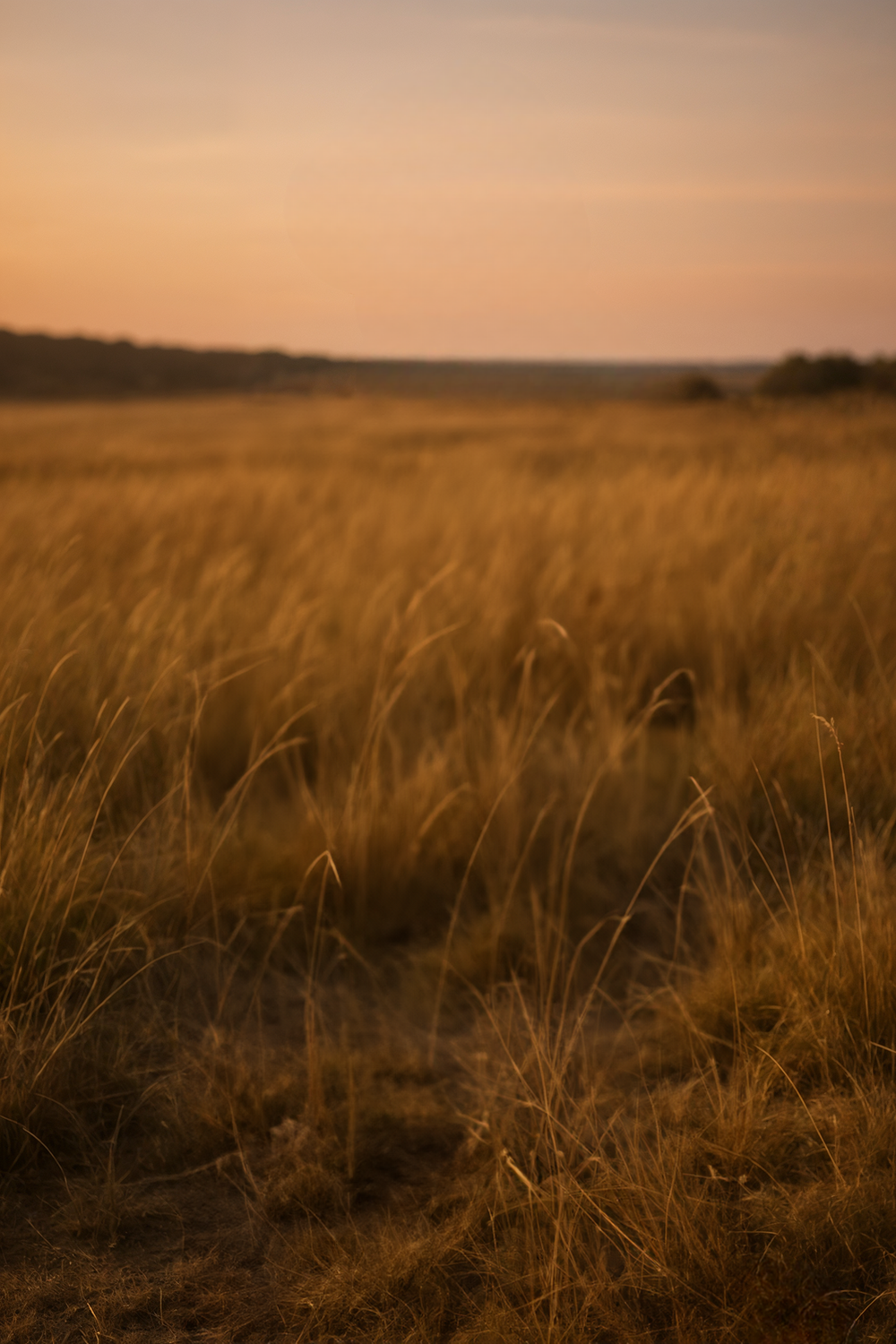 Golden field at sunset with tall dry grass plains